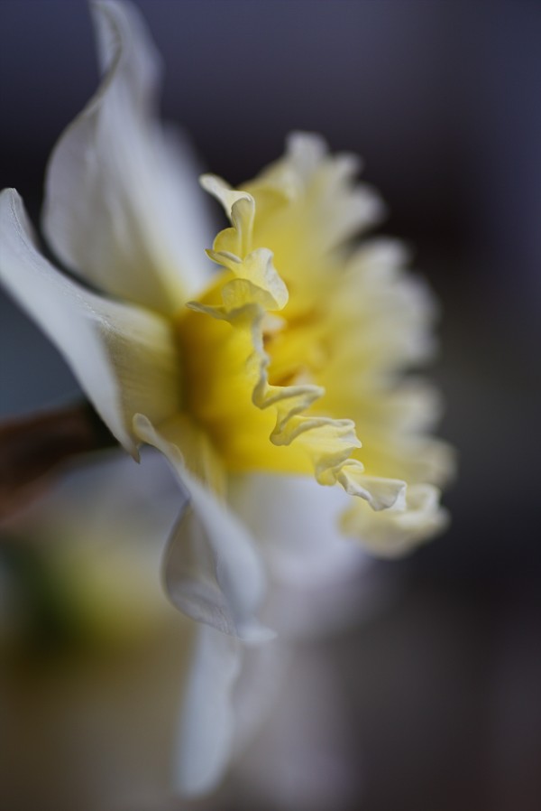 Yellow and White Daffodil by Joy Watson